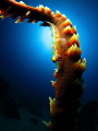   wire coral goby  